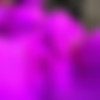 AllNaturalAurora/Images